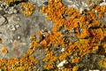Lichen on birch